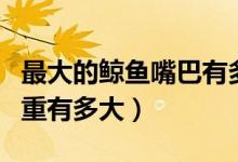 最大的鯨魚嘴巴有多大（最大鯨魚有多長(zhǎng)有多重有多大）