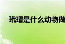 玳瑁是什么動(dòng)物做的（玳瑁是什么動(dòng)物）