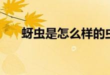 蚜蟲(chóng)是怎么樣的蟲(chóng)子（蚜蟲(chóng)是什么蟲(chóng)）