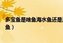 多寶魚(yú)是啥魚(yú)海水魚(yú)還是淡水魚(yú)（多寶魚(yú)是淡水魚(yú)還是海水魚(yú)）