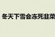 冬天下雪會(huì)凍死韭菜嗎(韭菜冬天會(huì)凍死嗎)