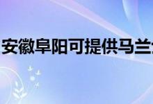 安徽阜陽可提供馬蘭士音響維修服務(wù)地址在哪