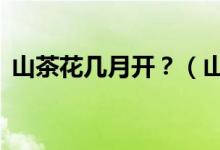 山茶花幾月開？（山茶花的3大別名和由來）