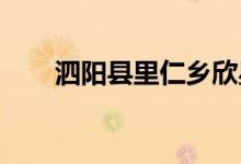 泗陽(yáng)縣里仁鄉(xiāng)欣星幼兒園的地址在哪
