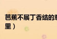 芭蕉不展丁香結的意思是什么（原來奧秘在這里）