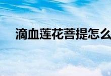 滴血蓮花菩提怎么盤(pán)玩（具體操作如下）