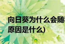 向日葵為什么會(huì)隨著太陽轉(zhuǎn)動(dòng)(向日葵的變化原因是什么)