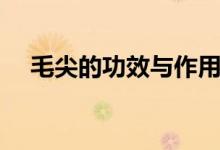 毛尖的功效與作用（喝毛尖的好處盤點）