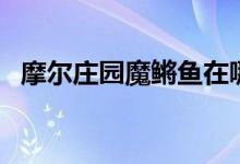 摩爾莊園魔鳉魚在哪里釣（摩爾莊園簡介）