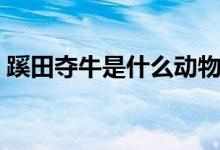 蹊田奪牛是什么動(dòng)物(蹊田奪牛是什么生肖)