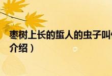 棗樹上長的蜇人的蟲子叫什么（棗樹上長的蜇人的蟲子簡(jiǎn)單介紹）
