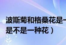 波斯菊和格?；ㄊ且环N花嗎（波斯菊和格?；ㄊ遣皇且环N花）