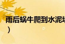 雨后蝸牛爬到水泥墻上干什么（它有什么特點(diǎn)）