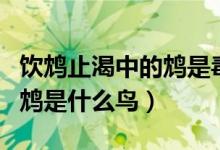 飲鴆止渴中的鴆是毒鳥還是毒果（飲鴆止渴的鴆是什么鳥）
