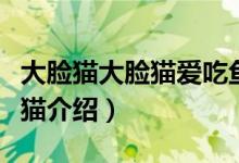大臉貓大臉貓愛吃魚是什么歌（藍皮鼠和大臉貓介紹）
