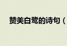贊美白鷺的詩句（贊美白鷺的詩有哪些）