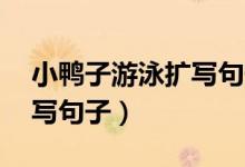 小鴨子游泳擴(kuò)寫句子（15句小鴨在游泳的擴(kuò)寫句子）