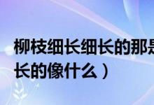 柳枝細長細長的那是春天的什么（柳枝細長細長的像什么）