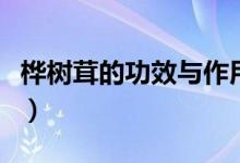 樺樹茸的功效與作用（樺樹茸藥用價(jià)值真不?。?class=