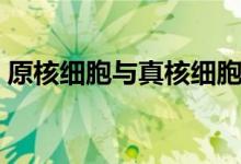 原核細胞與真核細胞的異同點（有哪些區(qū)別）