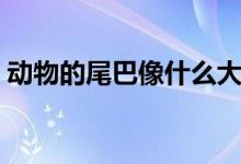動(dòng)物的尾巴像什么大全（動(dòng)物的尾巴像什么）