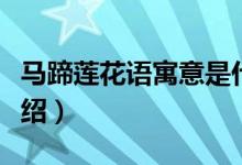 馬蹄蓮花語寓意是什么（馬蹄蓮花語的寓意介紹）
