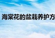 海棠花的盆栽養(yǎng)護方法(海棠花的養(yǎng)殖方法)
