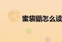 蜜袋鼯怎么讀（蜜袋鼯是什么）