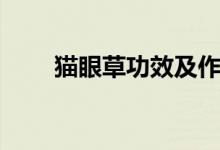 貓眼草功效及作用（貓眼草的功能）