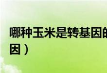 哪種玉米是轉基因的（什么品種的玉米是轉基因）