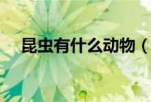 昆蟲有什么動(dòng)物(昆蟲類的動(dòng)物有哪些)