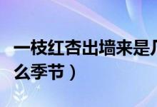 一枝紅杏出墻來(lái)是幾月(一枝紅杏出墻來(lái)是什么季節(jié))