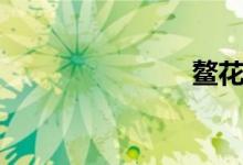 鰲花魚(yú)（鰲）