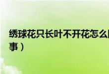 繡球花只長(zhǎng)葉不開(kāi)花怎么回事（繡球花只長(zhǎng)葉不開(kāi)花怎么回事）