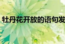 牡丹花開放的語(yǔ)句發(fā)圈（牡丹花開放的語(yǔ)句）