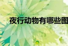 夜行動物有哪些圖片（夜行動物有哪些）