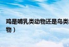 雞是哺乳類動物還是鳥類動物（雞是什么動物是不是哺乳動物）