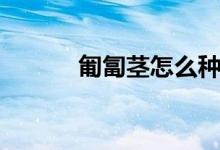 匍匐莖怎么種（來(lái)看看方法吧）