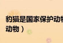 豹貓是國家保護動物嗎（豹貓是國家?guī)准壉Ｗo動物）