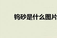 鎢砂是什么圖片（鎢砂是什么東西）