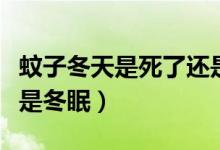 蚊子冬天是死了還是冬眠（蚊子冬天是死了還是冬眠）