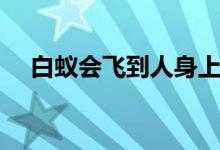白蟻會(huì)飛到人身上嗎（白蟻會(huì)飛叫什么）