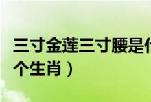 三寸金蓮三寸腰是什么生肖（三寸金蓮是指哪個生肖）