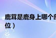 鹿茸是鹿身上哪個(gè)部位（鹿茸是鹿身上哪個(gè)部位）