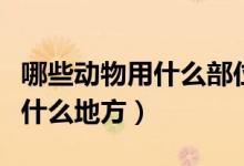 哪些動(dòng)物用什么部位排汗（各種動(dòng)物的排汗在什么地方）