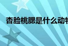 杏臉桃腮是什么動物（杏臉桃腮是猴子嗎）