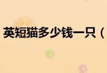 英短貓多少錢(qián)一只（英短貓一只大概多少錢(qián)）