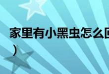 家里有小黑蟲(chóng)怎么回事（為什么家里有小黑蟲(chóng)）
