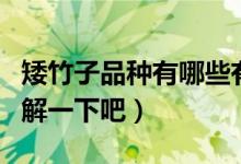 矮竹子品種有哪些有什么優(yōu)點（下面一起來了解一下吧）