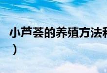 小蘆薈的養(yǎng)殖方法和注意事項（怎么養(yǎng)小蘆薈）